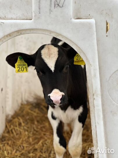 Телята бычки