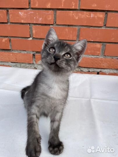 Кошка в дар