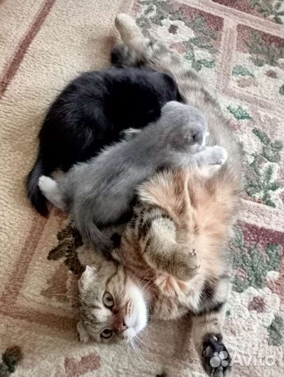 Кошка в дар