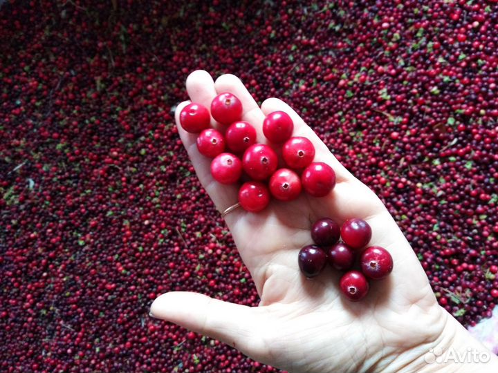 Клюква. Привоз 5.10