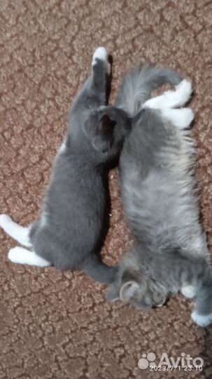 Отдам в добрые руки