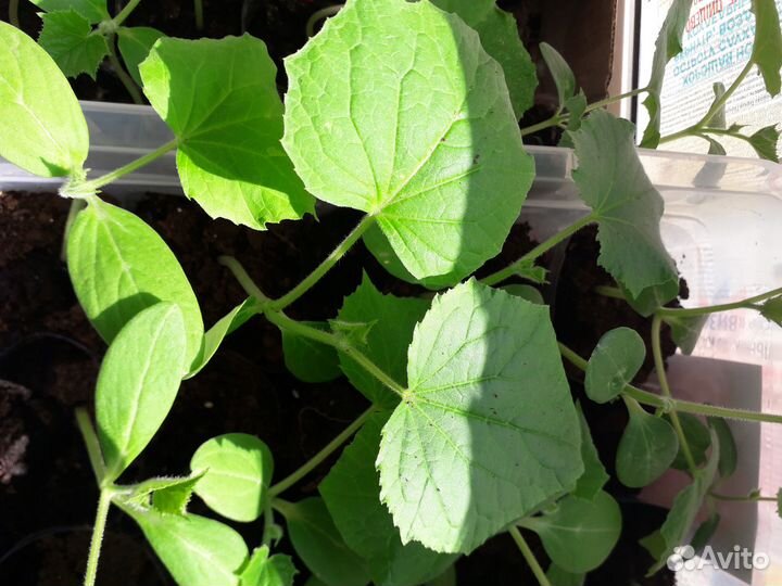 Рассада огурцов