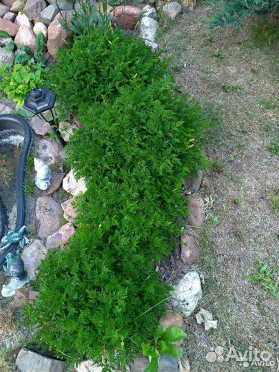 Многолетние растения