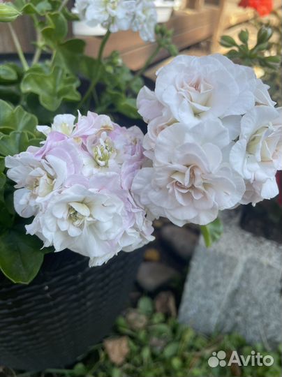 Пеларгонии сортовые