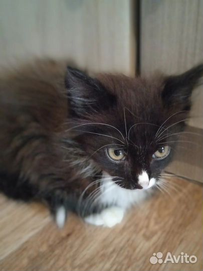 Котенок, мальчик, возраст 1,5мес