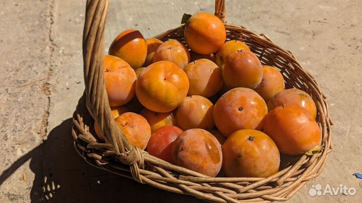 Хурма самосбор рядом с Сочи