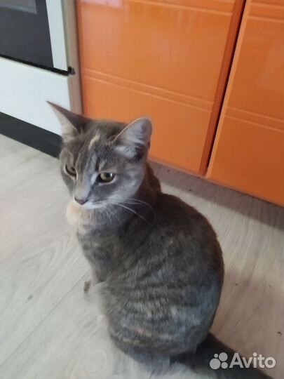 Кошка в дар