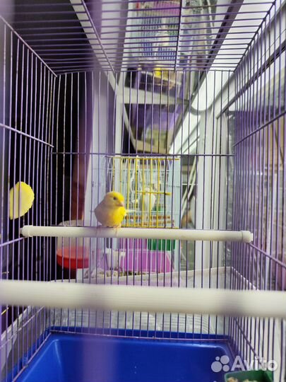Кенара и канарейки