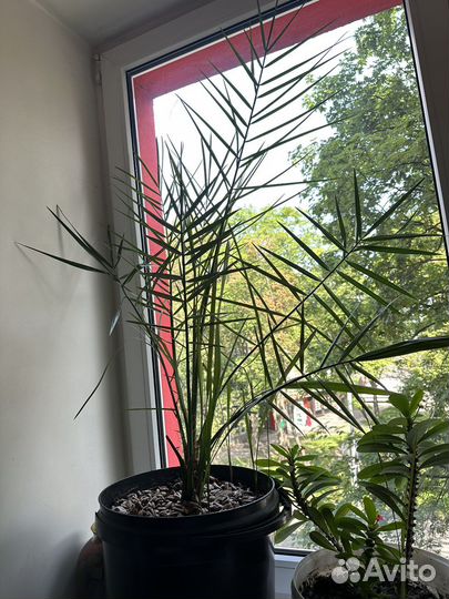 Финиковое дерево