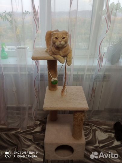 Кот шотландский вислоухий в добрые руки