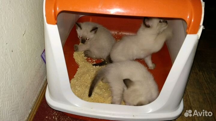 Кот тайский (сиамский) для вязки