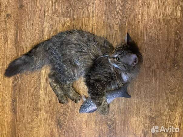 Кошка в добрые руки