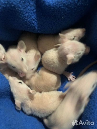 Крысы дамбо