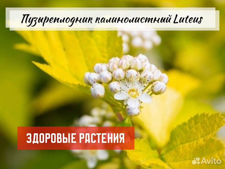 Декоративные кустарники зкс