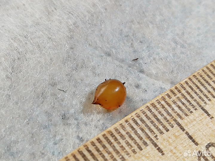 Коконы и мальки червя Дендробена Венета