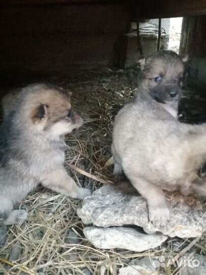 Щенок в добрые руки бесплатно