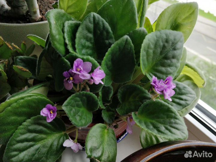 Фиалка фиолетовая