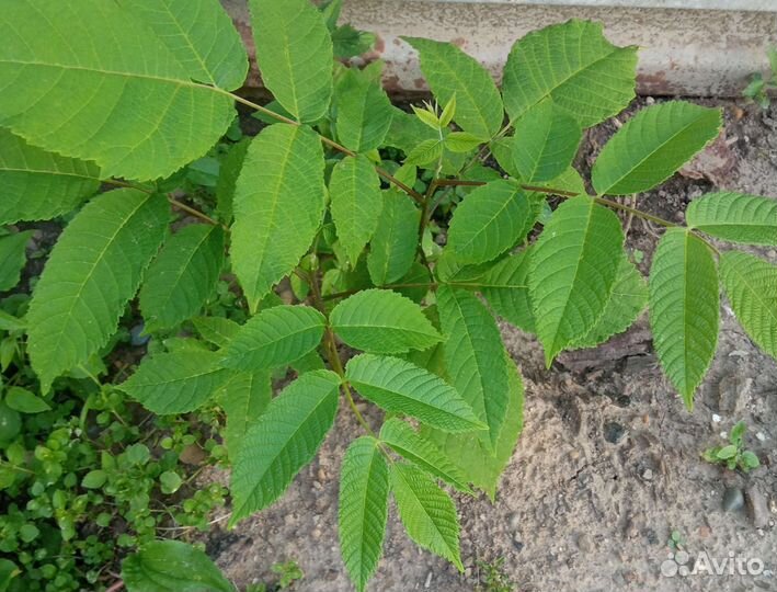 Маньчжурский орех