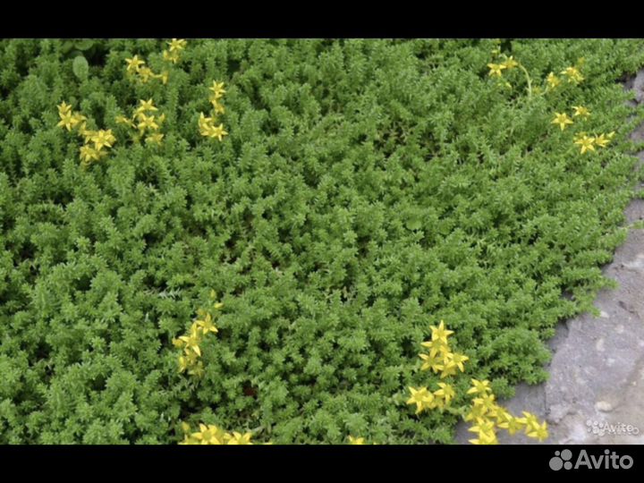 Неприхотливые многолетники Седумы (очиток)