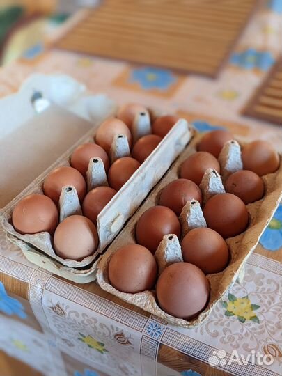 Домашние куриные яйца