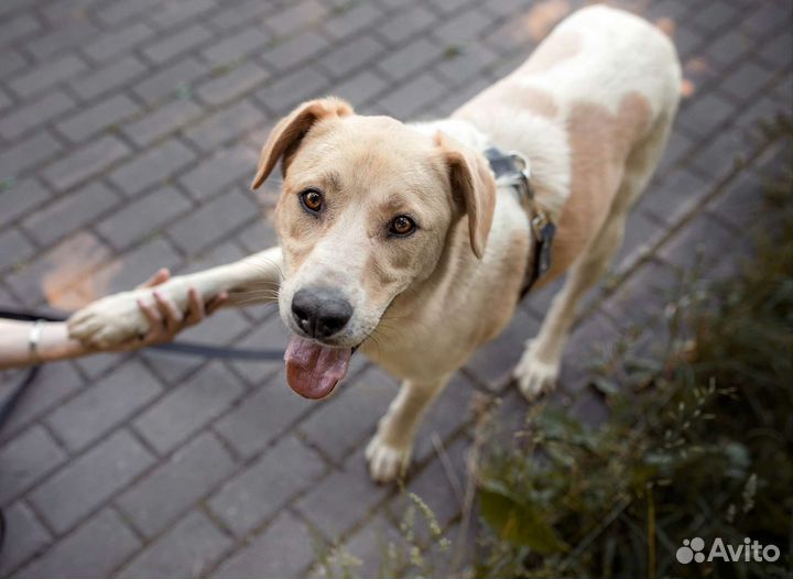 Собака из приюта ищет дом