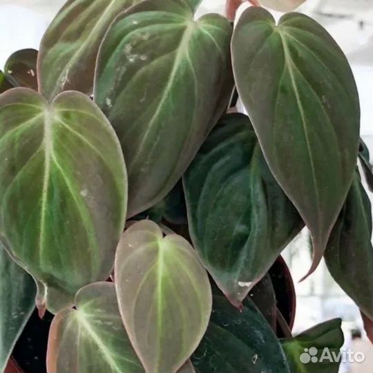 Филодендрон Миканс, Pink Princess