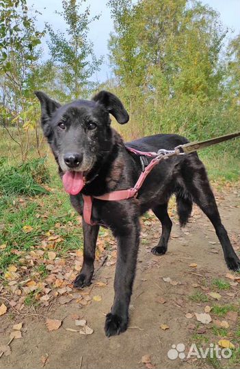 Помогите обрести старичку дом