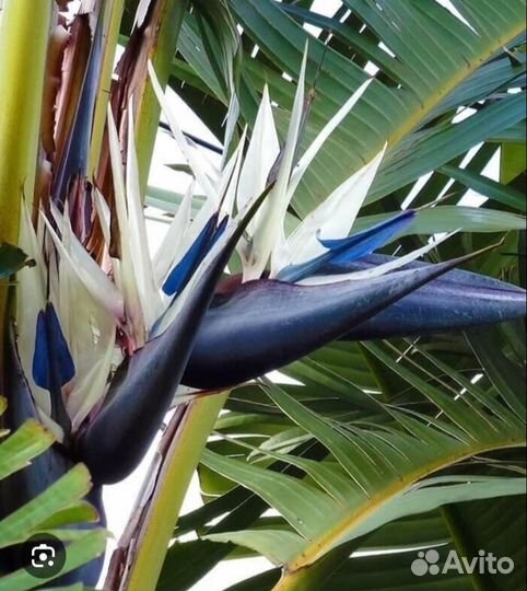 Стрелиция Реджина и Николая