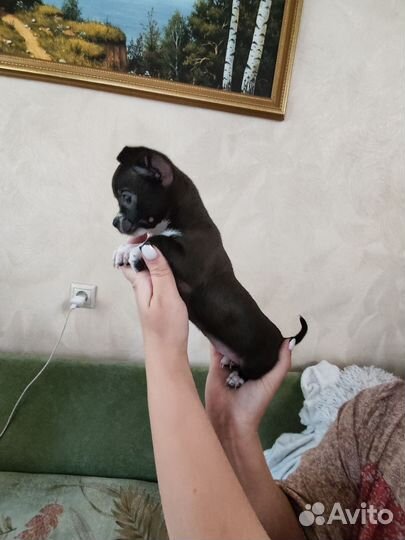 Щенки чихуахуа
