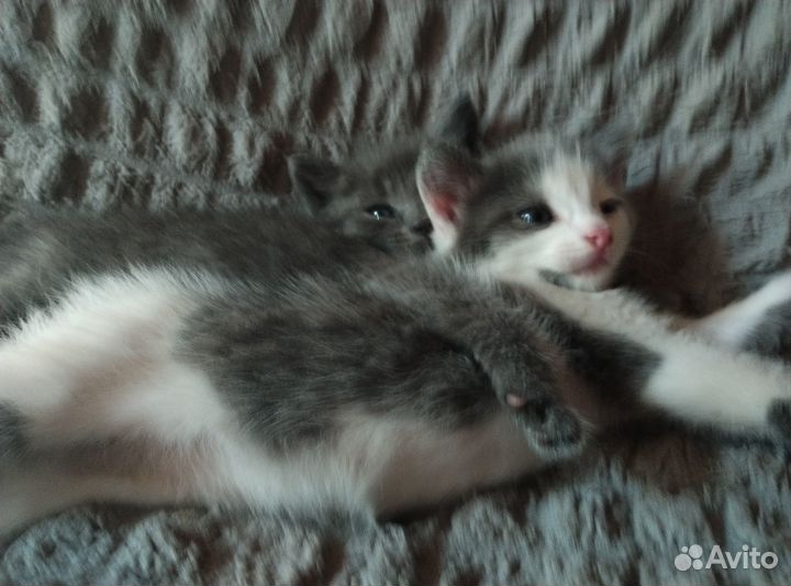 Котята мальчики