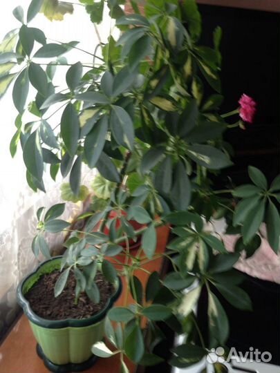 Шефлера-красивый цветок