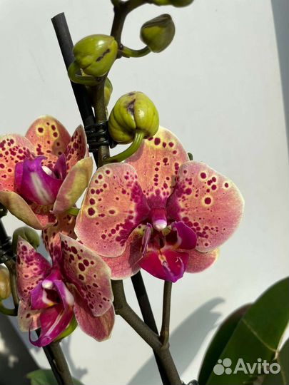 Персик орхидея