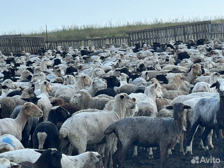 Стадо овец
