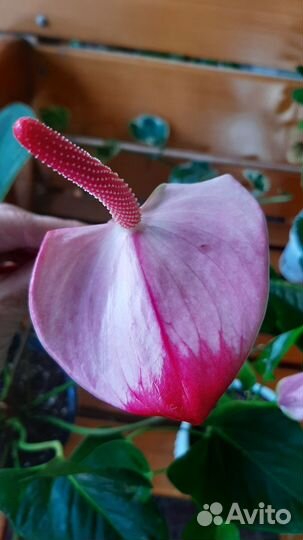 Антуриумы сортовые