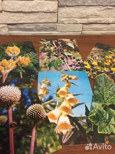 Набор открыток. Лекарственные растения. М, 1980 г