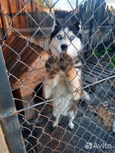 Сибирский хаски