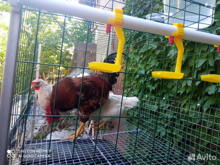 Клети для кур и бройлеров