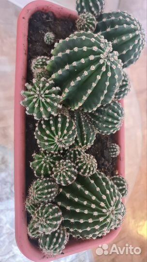 Кактусы и суккуленты