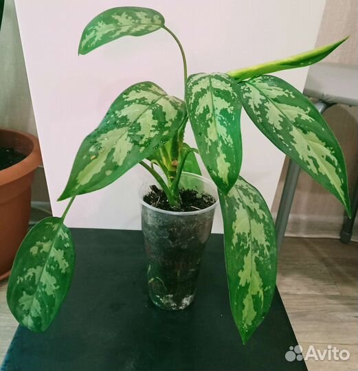 Аглаонема Мария, комнатные растения