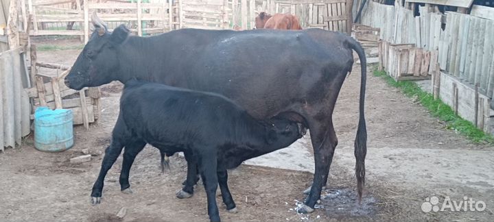 Корова дойная с теленком
