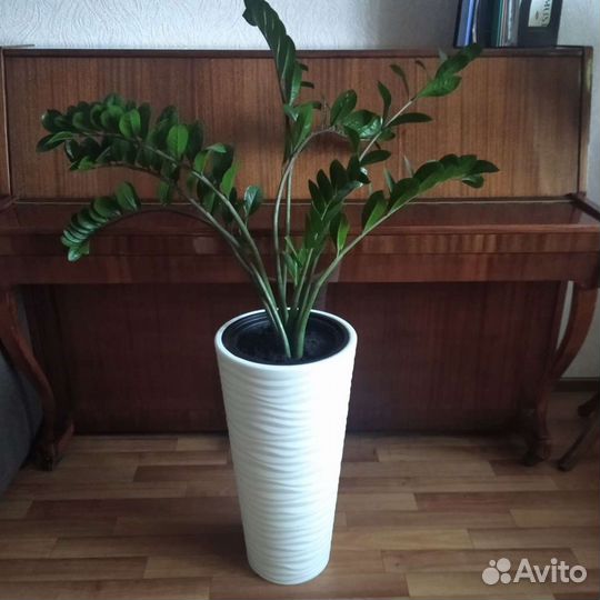 Замиокулькас