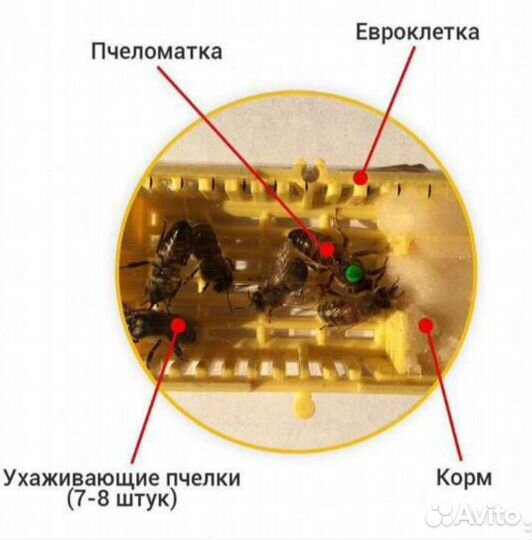 Плодные пчеломатки Бакфаст