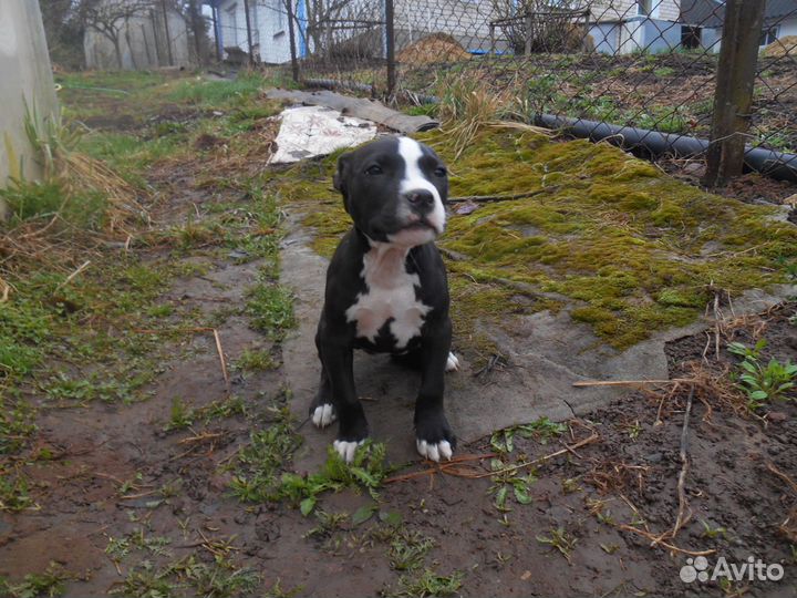 Щенки Питбуля