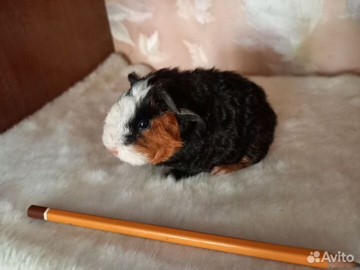 Морская свинка