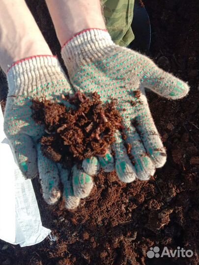 Конский навоз,перегной доставка навалом и в мешках