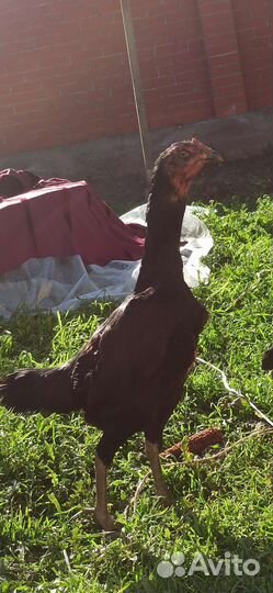 Бойцовские птицы петухи