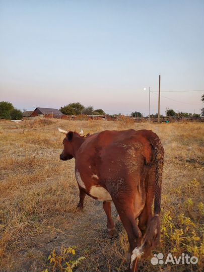 Коровы быки телки