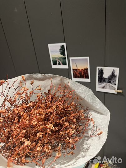 Лимониум сухоцвет стабилизированный персиковый