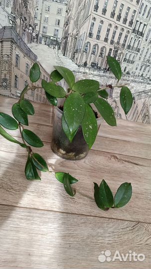 Хойя карноза