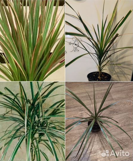 Комнатные цветы